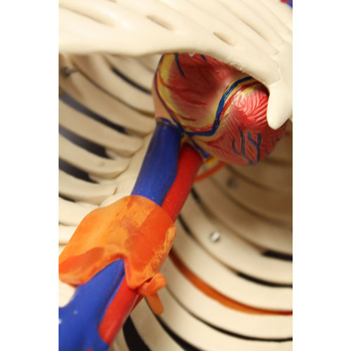 Modèle de squelette humain de 85 cm de Walter Products avec artères