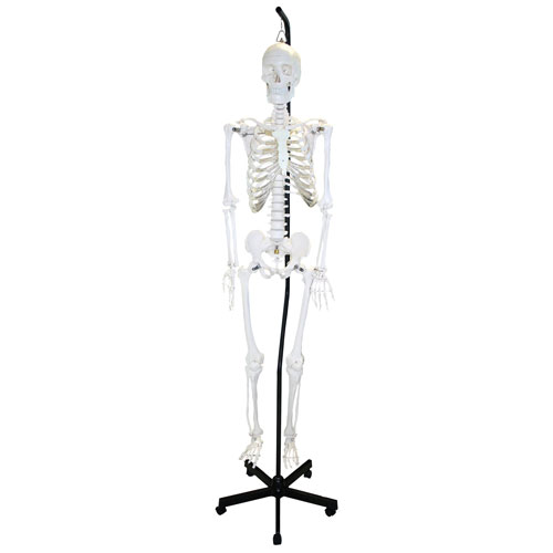 Modèle de squelette humain suspendu de 168 cm de Walter Products