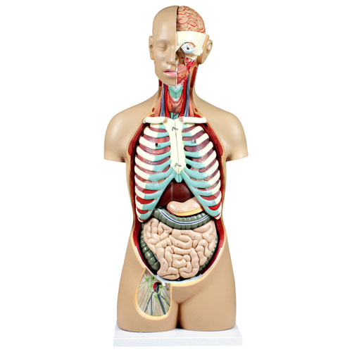 Anatomy Models  Best Buy Canada