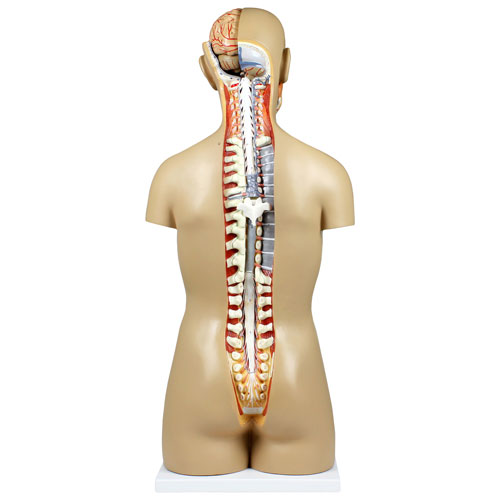 Walter Products 81cm Human Torso Model Set - 17 Pieces