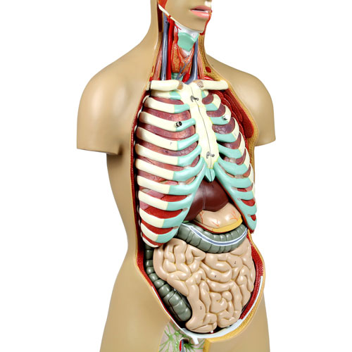 Walter Products 81cm Human Torso Model Set - 17 Pieces