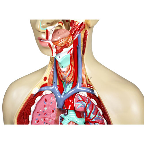 Walter Products 81cm Human Torso Model Set - 17 Pieces