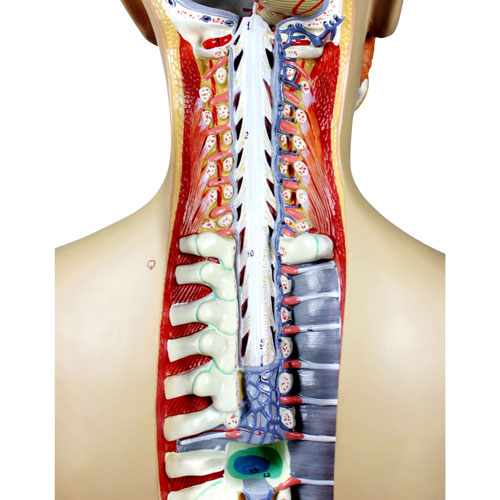 Walter Products 81cm Human Torso Model Set - 17 Pieces