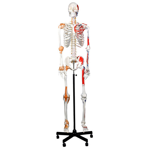 Modèle de squelette humain de 168 cm avec muscles et ligaments de Walter Products