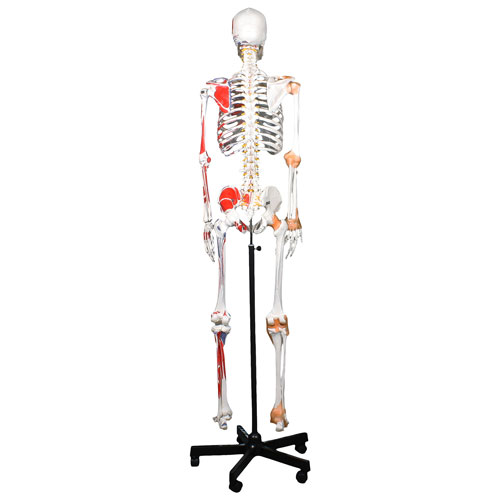10 Wide 168 cm Hanging 38 Length Full Size 66 Walter Products B10200H Human Skeleton Model with Muscles Colored and Labeled 16 Height 