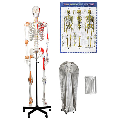 Squelette humain avec muscles et ligaments