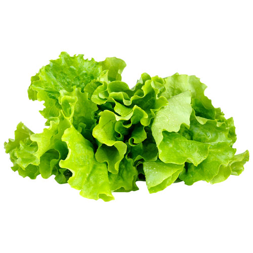 Click Grow Lettuce Seed Capsule Refill 3 Pack Best Buy Canada