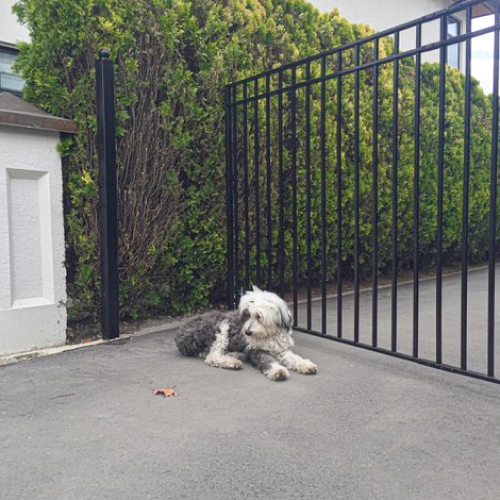 ALEKO DG14MADSSW Madrid Style Single Swing Steel Driveway Gate 14'