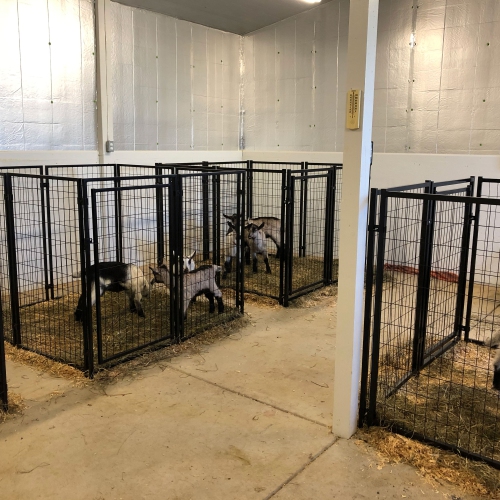 ALEKO® 2DK5X5X4SQ Dog Kennel Heavy Duty Pet Playpen 10X10X4 Foot Dog Exercise Pen Cat Fence Run for Chicken Coop Hens House