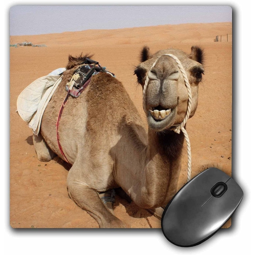 3drose Smiling Camel Resting At Bedouin Camp In Oman Photo Mouse Pad 8 X 8 Mp 164767 1 Best Buy Canada