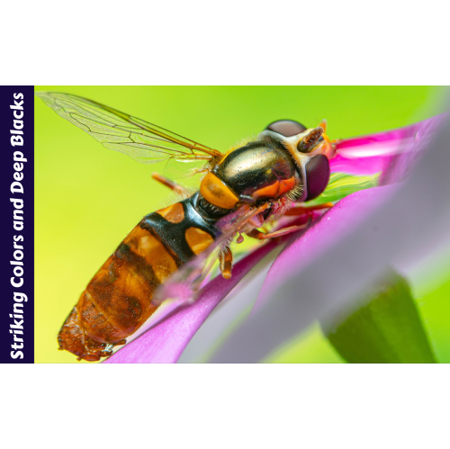 PRINTOXE® 920XL 8 Ink Cartridges 2 Sets 920 Compatible for HP for OfficeJet 6000 6500 A-I-O 6500 (CB057A) 6500A 7000 7500 7500A