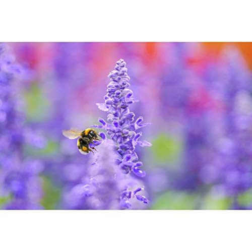 Sigma 105mm f2.8 ART Macro DG DN Sony FE