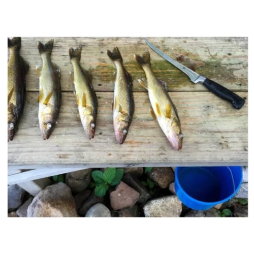 ZWILLING **** Four Star 7 inch Filleting Knife