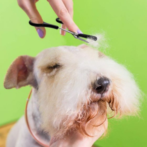 ISTAR Stainless Steel Eyebrow Shaping Cut Scissors Comb Hair Remover Beauty Tool Shaver Makeup Tools Hair Grooming Removal