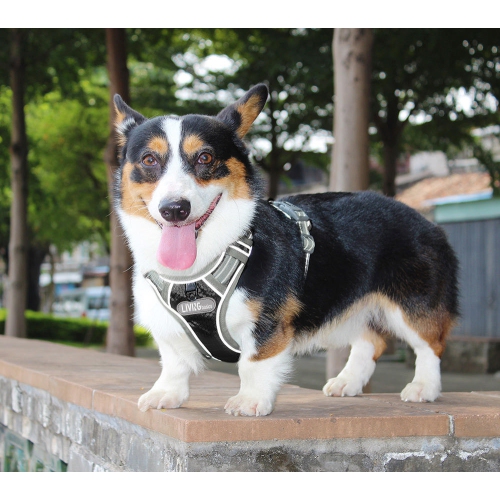 Veste en tissu Oxford réfléchissant 3M réglable sans harnais pour chien, très grand - LIVAGIBasics™