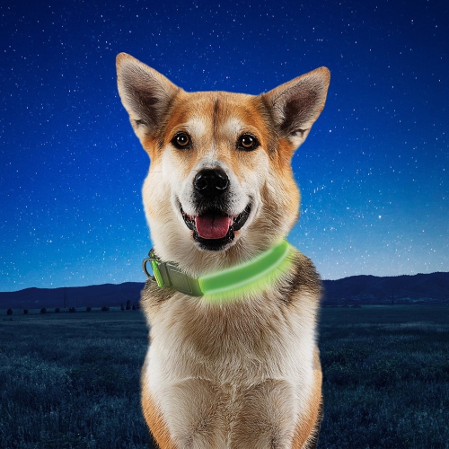 Nite Ize NiteDog Rechargeable LED Collar - L - Lime/Green LED