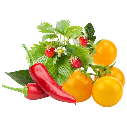 Click & Grow Fruits & Veg Seed Capsule Refill: Wild Strawberry, Chili Pepper, Yellow Tomato - 9 Pack