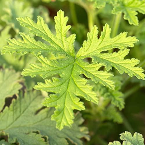 CALVIN KLEIN ETERNITY Cologne for Him 100ml