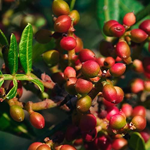 CALVIN KLEIN ETERNITY Cologne for Him 100ml