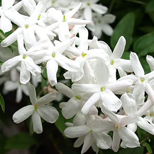 CALVIN KLEIN ETERNITY Eau Fresh for Her 100ml