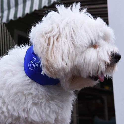 Arf Pets Dog Cooling Collar, 100% Non-Toxic Material, Relieves Heat Stress - Stays Cool for Hours