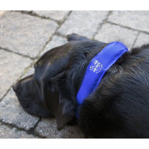 Le collier de refroidissement pour chiens Arf Pets est fait à 100 % de matériaux non toxiques et soulage le stress thermique : reste frais pendant