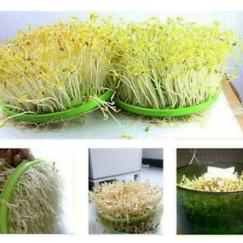 Bean Sprouter Growing Machine Automatic Large-capacity Sprouting Seedling Tools