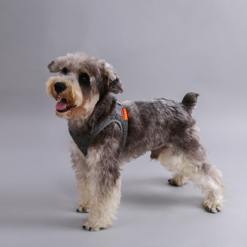 Harnais Air Pro, mousse légère, absorbant les chocs, respirant, pour chats et chiens