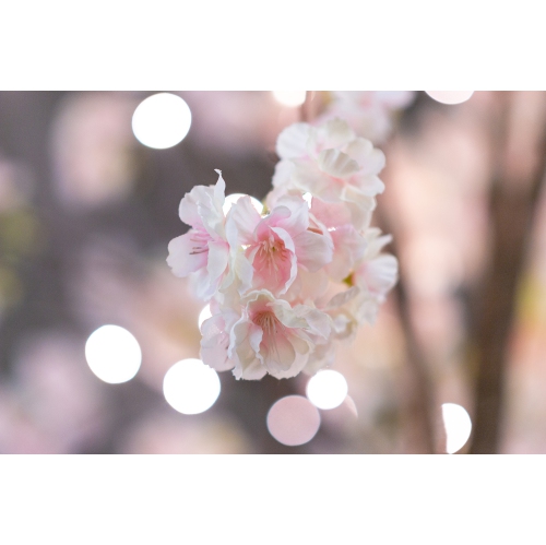 Hi-Line Gift Ltd Medium Pink Cherry Blossom Tree with 84 Warm White LED