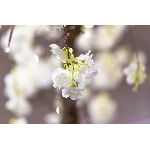 Hi-Line Gift Ltd Medium Cherry Blossom Tree with 84 Warm White LED