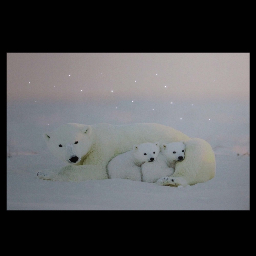 Fiber Optic Lighted Mama Polar Bear and Cubs Canvas Wall Art 23.5" x 15.5"