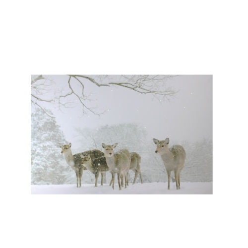 Small Fiber Optic Lighted Winter Woods with Deer Canvas Wall Art 12" x 11.75"