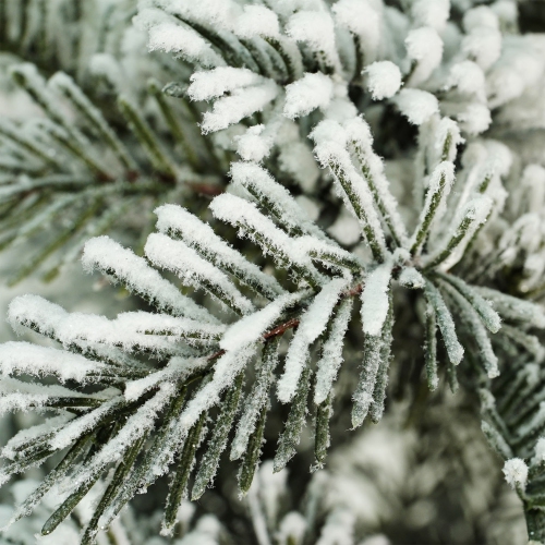 Pin artificiel de 20 po blanc et vert floqué avec pot