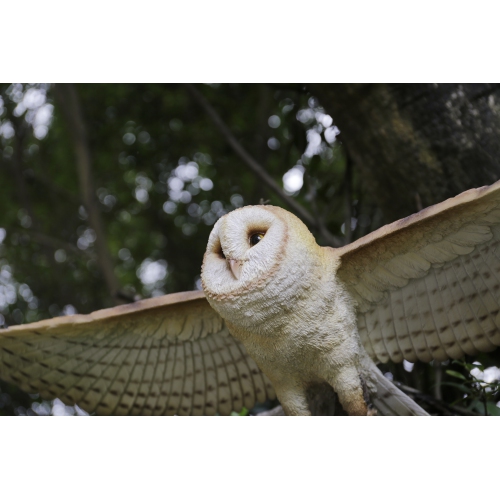 Hi-Line Gift Ltd Barn Owl Flying Garden Statue