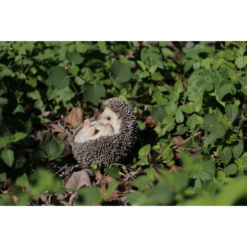 Hi-Line Gift Ltd Sitting Hedgehog