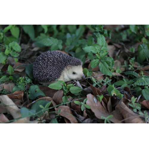 Hi-Line Gift Ltd Sitting Hedgehog