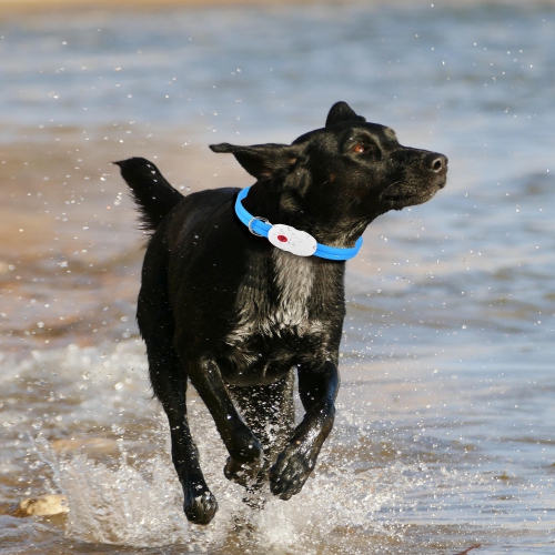 22.64 inches 360 degree LED Dog Collar - USB Rechargeable Cuttable Glowing Dog Necklace for Small Medium Large Dogs - WOMEOW