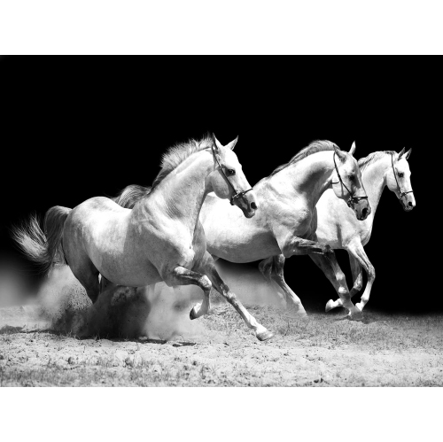 Art mural en toile, tapis de Ladole, cheval de course sur le terrain, noir et blanc, 30 x 40 cm, impression de peinture abstraite pour la décoration