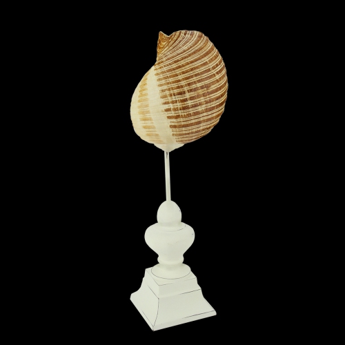 GALLERIE II  13.75" Beach Inspired And Cream Seaside Seashell On Pedestal Finial Decoration In Brown
