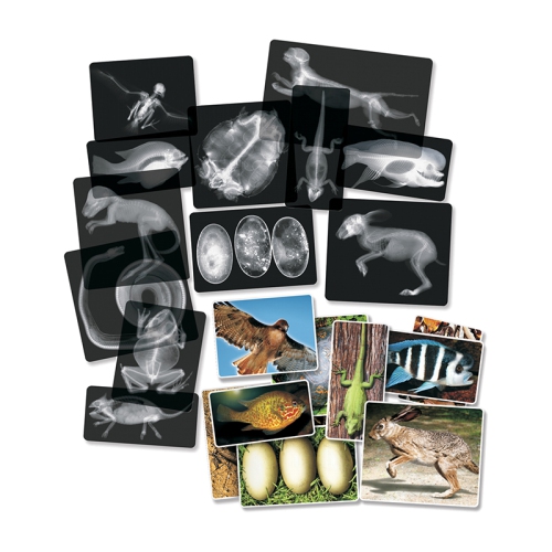 Image 1 of 1.. Animal X-Ray Set, Set of 14