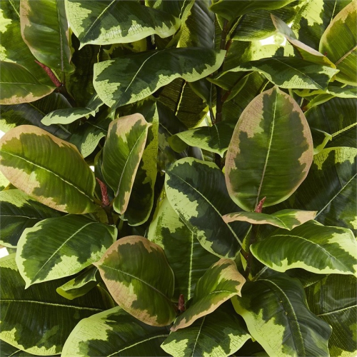Variegated Rubber Leaf Artificial Plant in White Tower Vase in Green/White