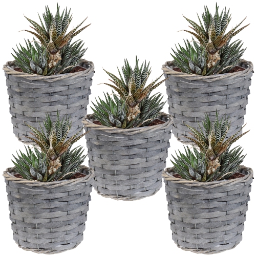 Sunnydaze 6.75 in Rattan Wicker Basket Planters with Lining - Set of 5