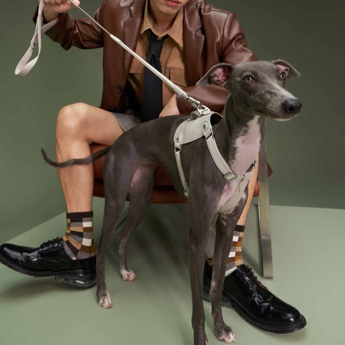 VOOCOO Saddle Pet Harness & Leash Set-Quartz M