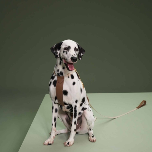 Harnais et laisse VOOCOO Saddle Pet – M