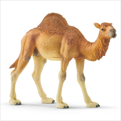 Wild Life Dromedary