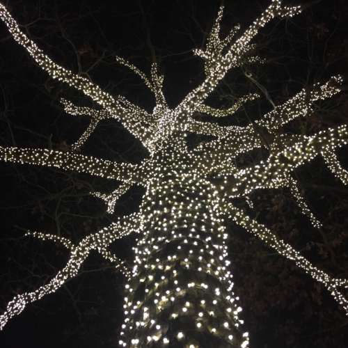 Novelty Lights 50 Light LED Twinkle Christmas LED Mini Light Set, Outdoor Fairy Wedding String Lights, Green White, 25 Feet