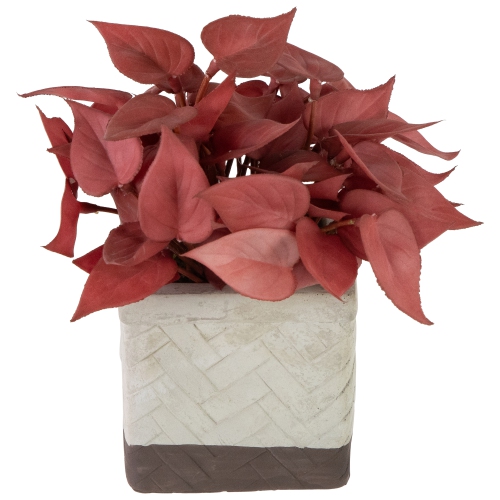 Real Touch™ Artificial Peperomia Plant in Square Lattice Designed Pot - 7" - Brick Red