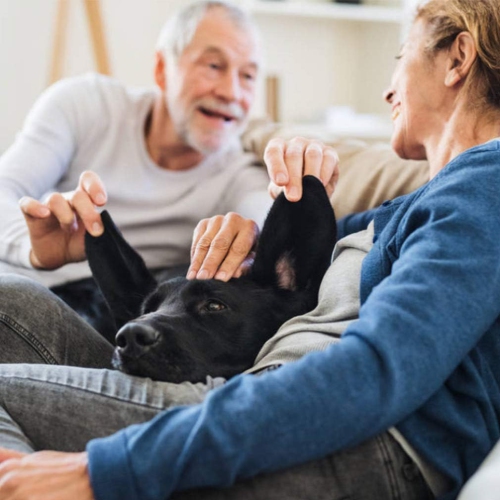 Pet Stroller 4 Wheels Posh Folding Waterproof Portable Travel Cat Dog Stroller with Cup Holder