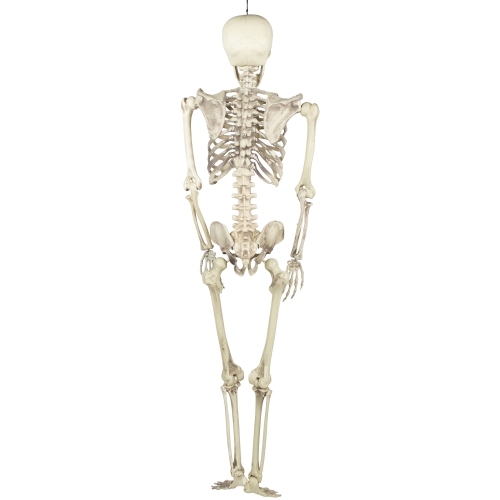Life Size Skeleton Halloween Hanging Decoration - 5'