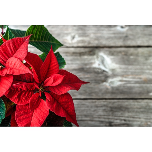 Image 1 of 1.. Maison Concepts Christmas Cutting Board Poinsettia On Plank - Set of 2